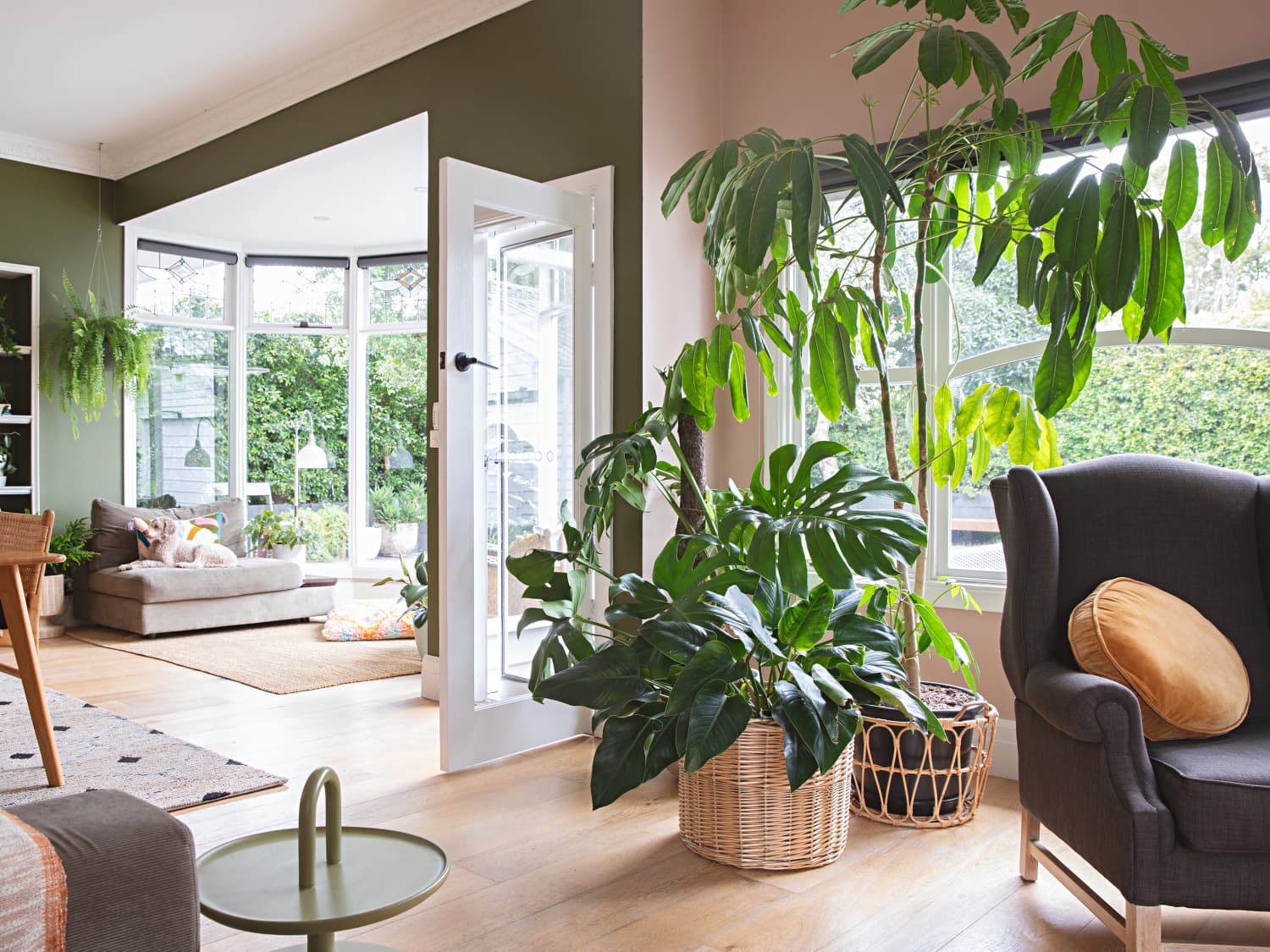 Bug spray shop for indoor plants